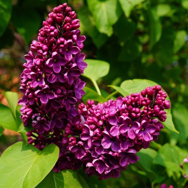 Lilak pospolity Syringa vulgaris Ludwik Spaeth