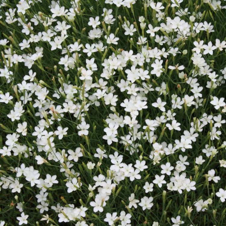 Goździk kropkowany biały, Dianthus deltoides C1,2