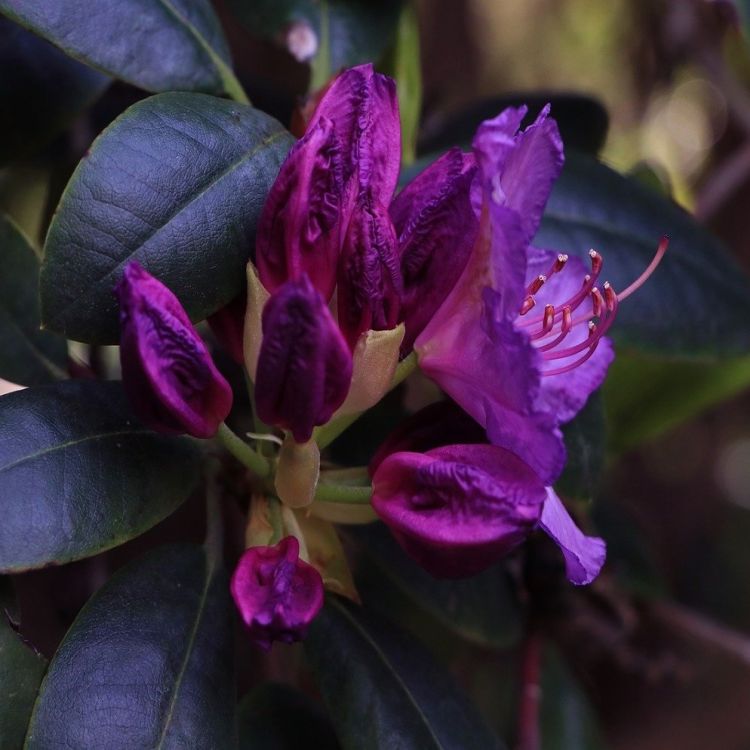 Różanecznik, Rhododendron Polarnacht C3