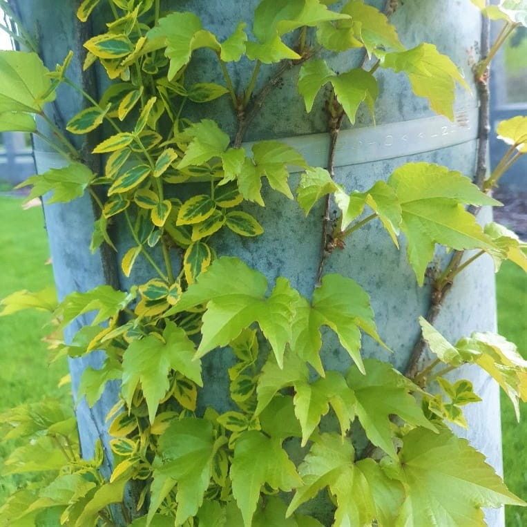 Winobluszcz trójklapowy, Parthenocissus tricuspidata Veitchii C2