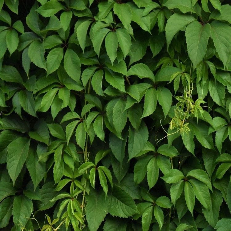 Winobluszcz pięciolistkowy, Parthenocissus quinquefolia, C2