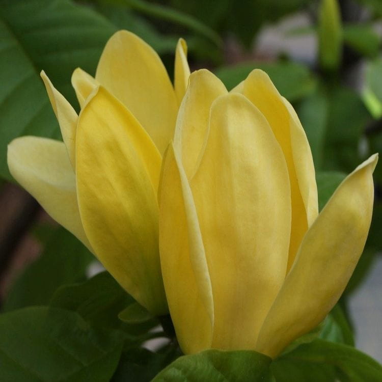 Magnolia Yellow Bird C3 50-60cm SZCZEPIONA