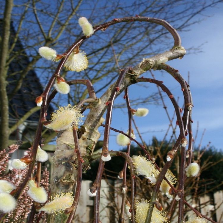 Wierzba iwa, Salix caprea Kilmarnock (Pendula) C2 Pa120 