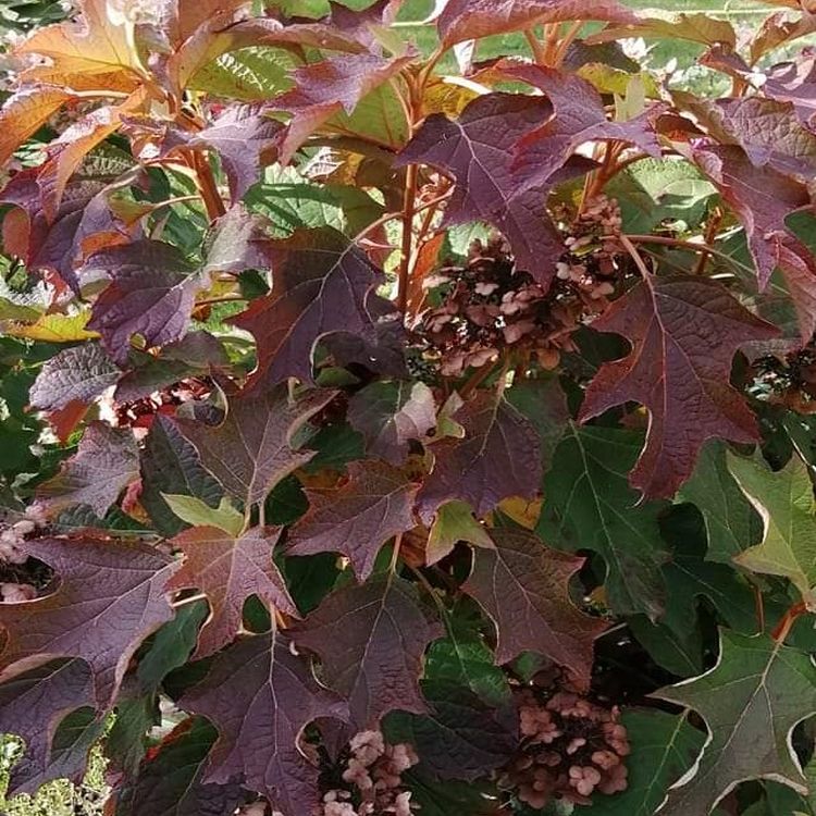 Hortensja dębolistna Hydrangea quercifolia,  Burgundy C3