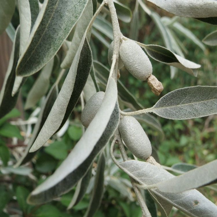 Oliwnik wąskolistny Elaeagnus angustifolia C2