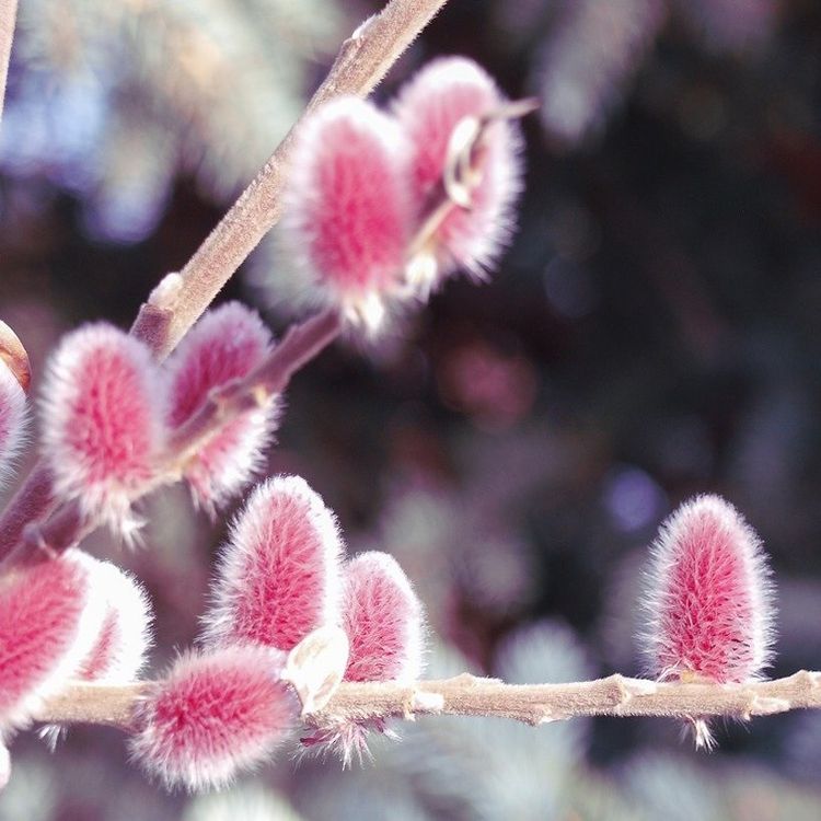 Wierzba smukłoszyjkowa, Salix gracilistyla Mount Aso C2 40-50
