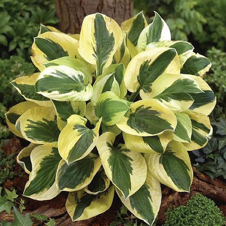 Funkia, Hosta BRIM CUP C2