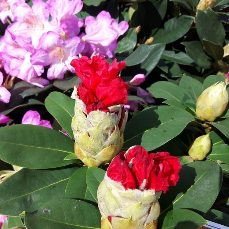 Różanecznik, Rhododendron Red Jack C7,5