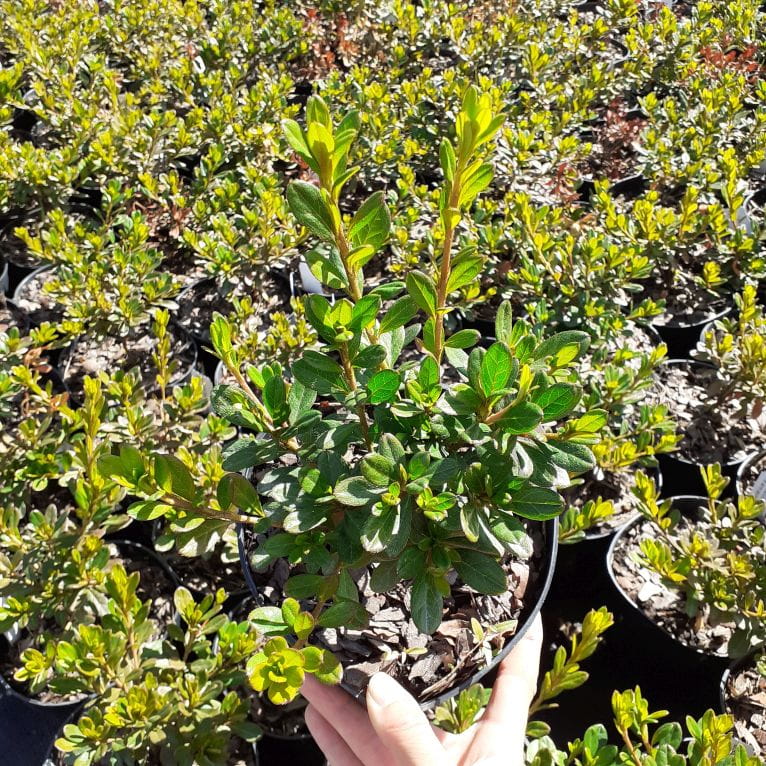 Azalia japońska, Azalea japonica Purpuratum C1,5