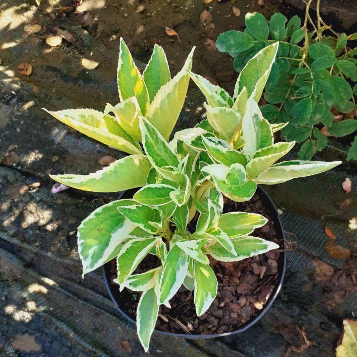 Hortensja ogrodowa Hydrangea macrophylla  Maculata  C2