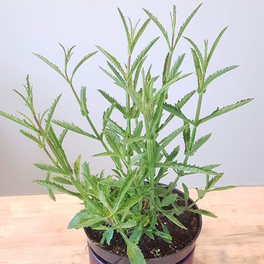 Werbena patagońska, Verbena bonariensis C1,5 FIOLETOWA