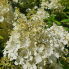 Hortensja bukietowa, Hydrangea paniculata BOBO C3