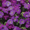Żagwin ogrodowy, Aubrieta cultorum Deep Purple  C1