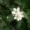 Jeżyna bezkolcowa, Rubus fruticosus  Gazda C2