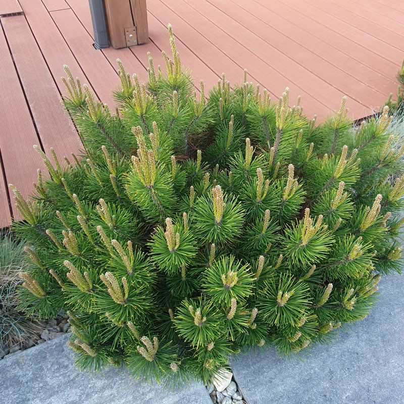 Sosna kosodrzewina, Pinus mugo pumilio C2