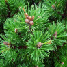 Sosna kosodrzewina, Pinus mugo pumilio C2