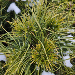 Sosna górska, Pinus mugo Varella szczepiona