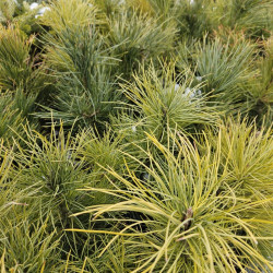 Sosna Limba, Pinus cembra