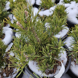 Sosna wydmowa, Pinus contorta Krnak szczepiona