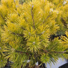 Sosna górska, Pinus mugo Winter Gold szczepiona