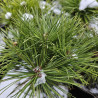 Sosna czarna, Pinus nigra Globosa szczepiona
