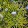 Sosna czarna, Pinus nigra Globosa szczepiona