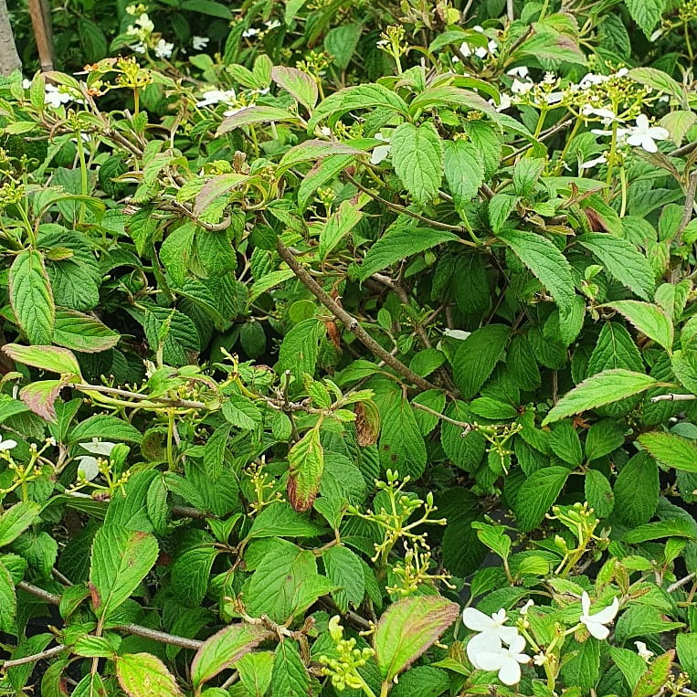 Kalina japońska, Viburnum plicatum Watanabe C5