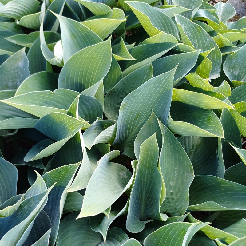 Funkia, Hosta Halcyon C2