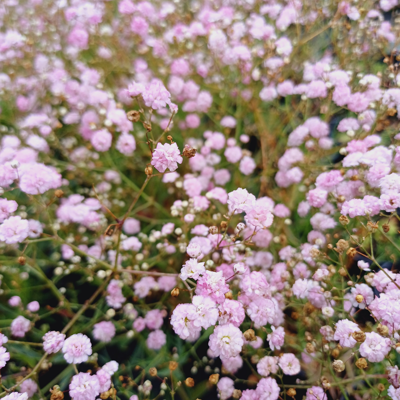 Gipsówka wiechowata Gypsophila paniculataPink Wedding