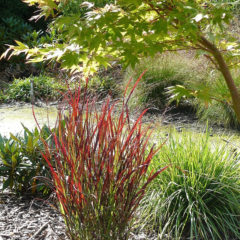 Proso rózgowate Panicum virgatum Sangria C2