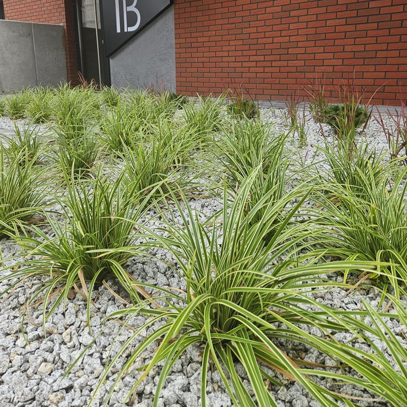 Turzyca morrowa, Carex morrowii Ice Dance C2