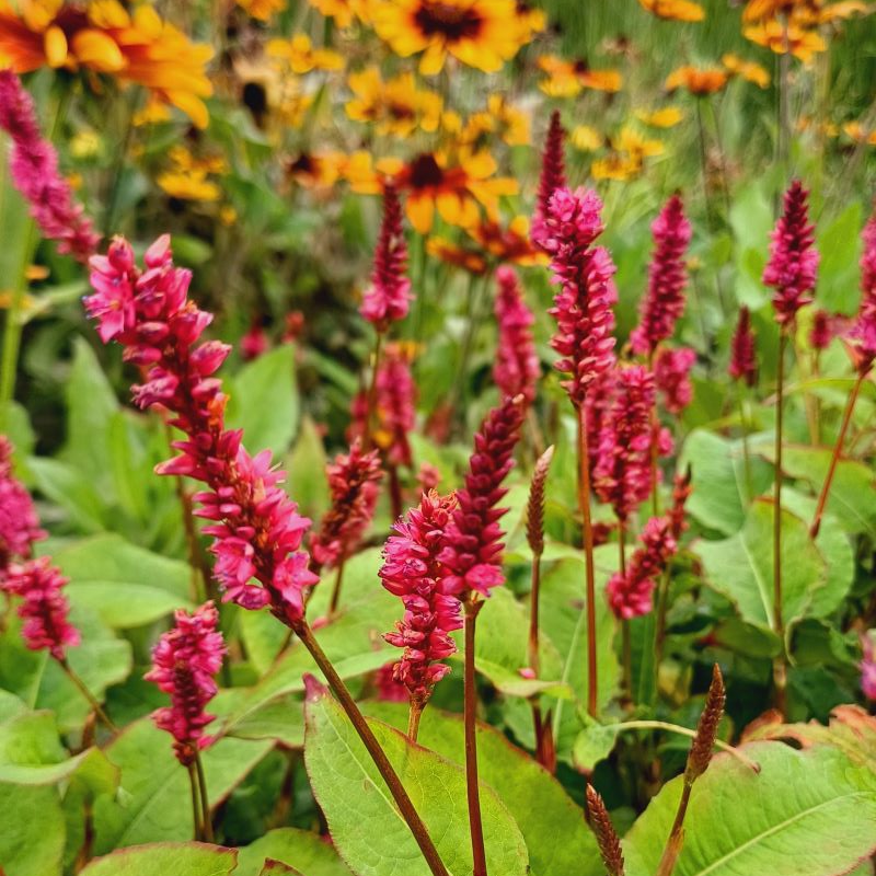 Rdest himalajski, Persicaria amplexicaulis Fat Domino C2