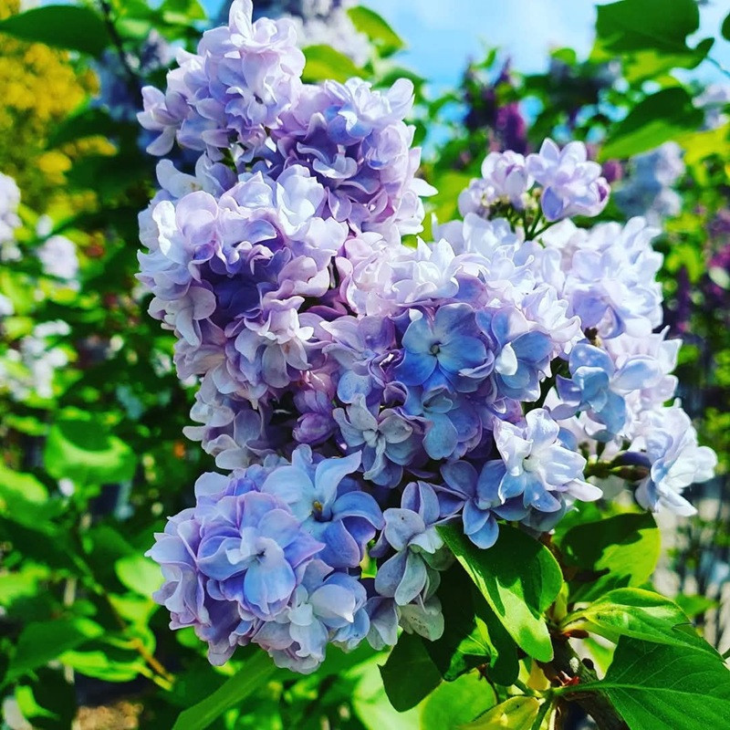 Lilak pospolity Syringa vulgaris Jules Simon