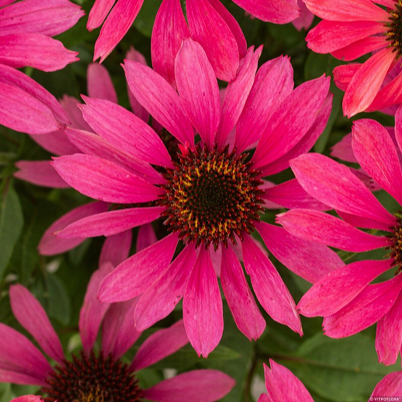 Jeżówka Echinacea Magenta Pearl C1,5