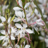Gaura Lindheimera Gaura lindheimeri Graceful White
