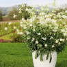 Gaura Lindheimera Gaura lindheimeri Graceful White