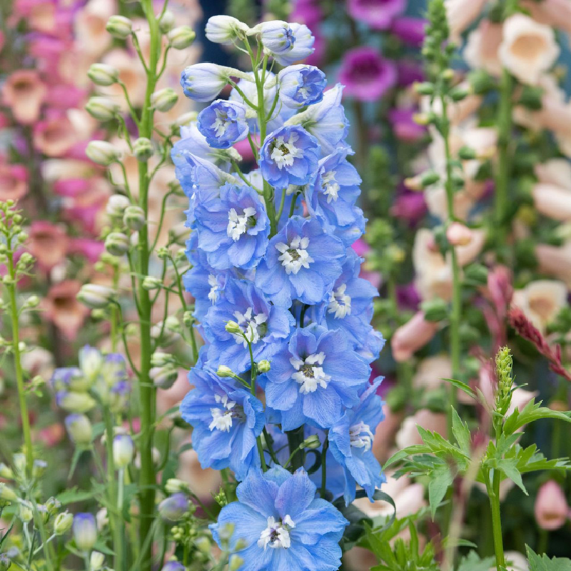 Ostróżka Delphinium  Magic Fontain Skay Blue / White Bee