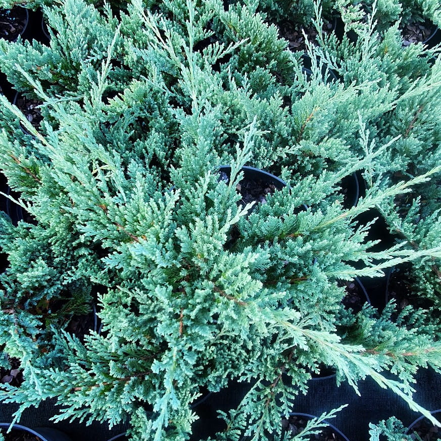 Jałowiec płożący, Juniperus...