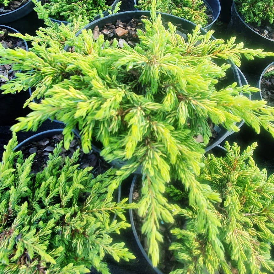 Jałowiec pospolity, Juniperus communis Goldschatz C2