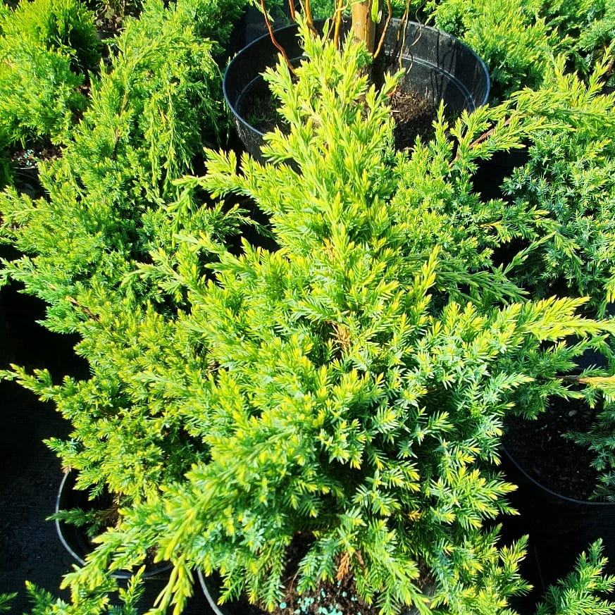 Jałowiec łuskowaty, Juniperus squamata Dream Joy C2