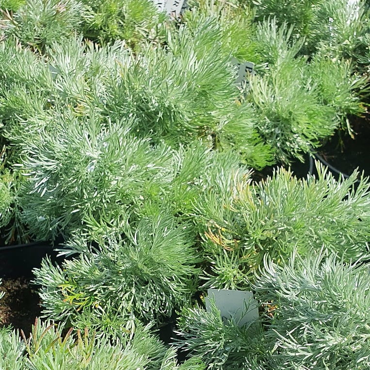 Artemisia schmidtiana, Bylica  Silver Mound C2