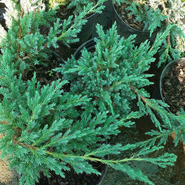 Jałowiec łuskowaty, Juniperus squamata Blue Carpet C2
