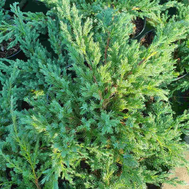 Jałowiec łuskowaty, Juniperus squamata Blue Carpet C2