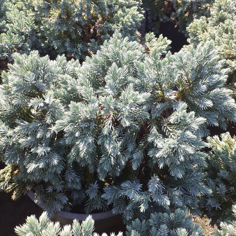 Jałowiec łuskowaty, Juniperus squamata Blue Star C2