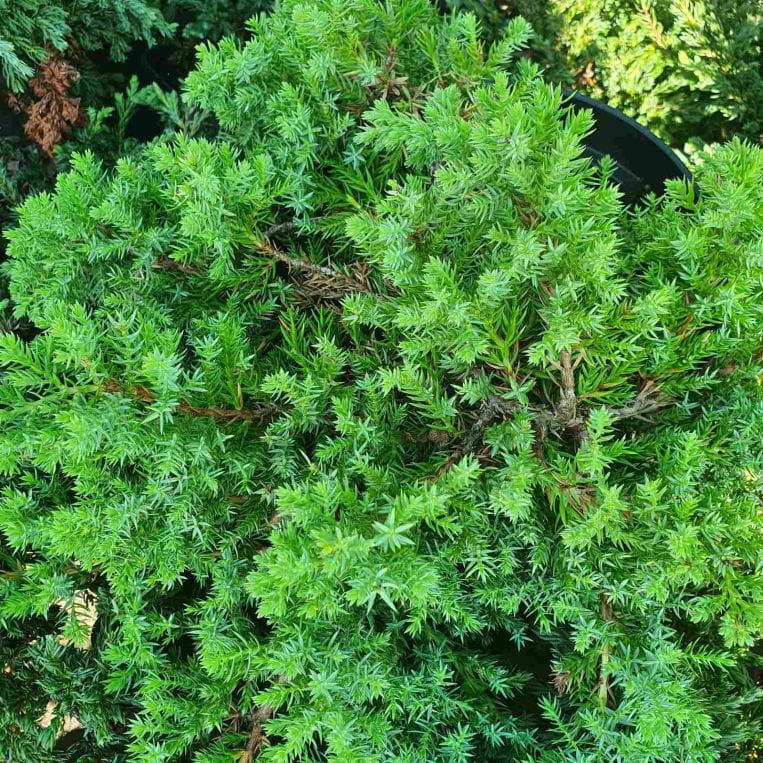 Jałowiec rozesłany, Juniperus procumbens Nana C2