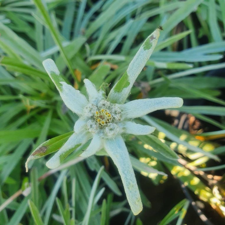 Szarotka alpejska, Leontopodium alpinum, C1,5
