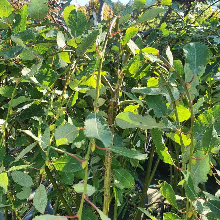 Wierzba iwa, Salix caprea Kilmarnock (Pendula) C2 Pa120 