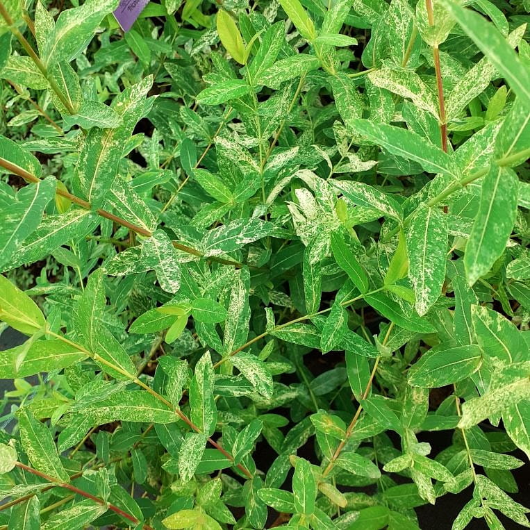 Wierzba całolistna, Salix integra Hakuro Nishiki C2 40-50