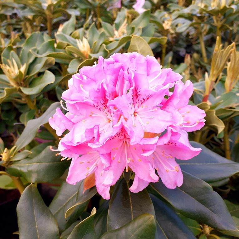 Różanecznik, Rhododendron Cheer C3