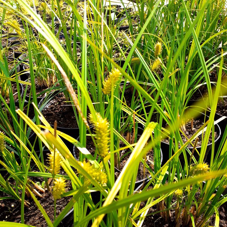 Turzyca muskegońska, Carex munkingumenis, C2